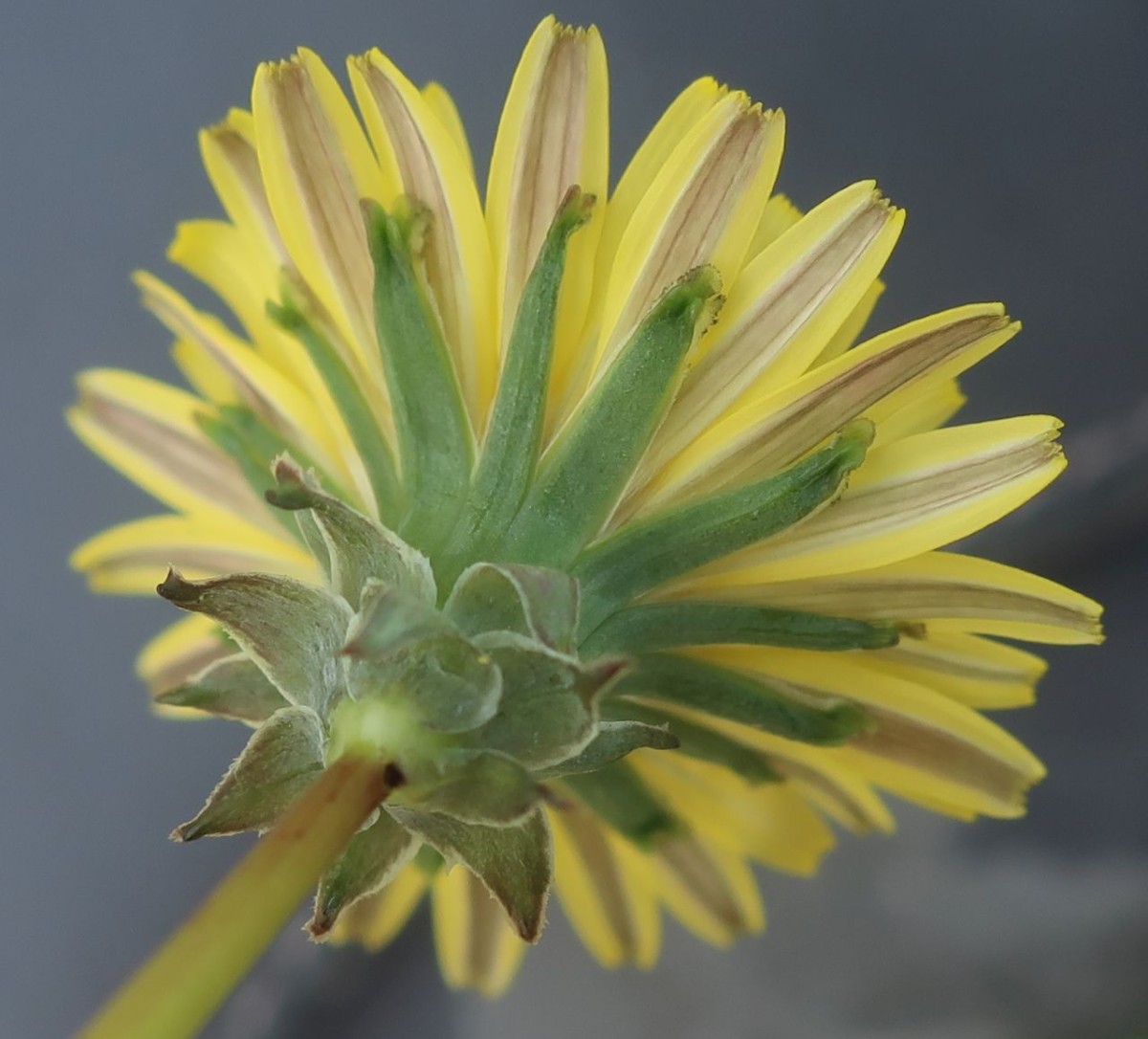 Taraxacum 1e_Morgenbuehl_2023-05-06.jpg
