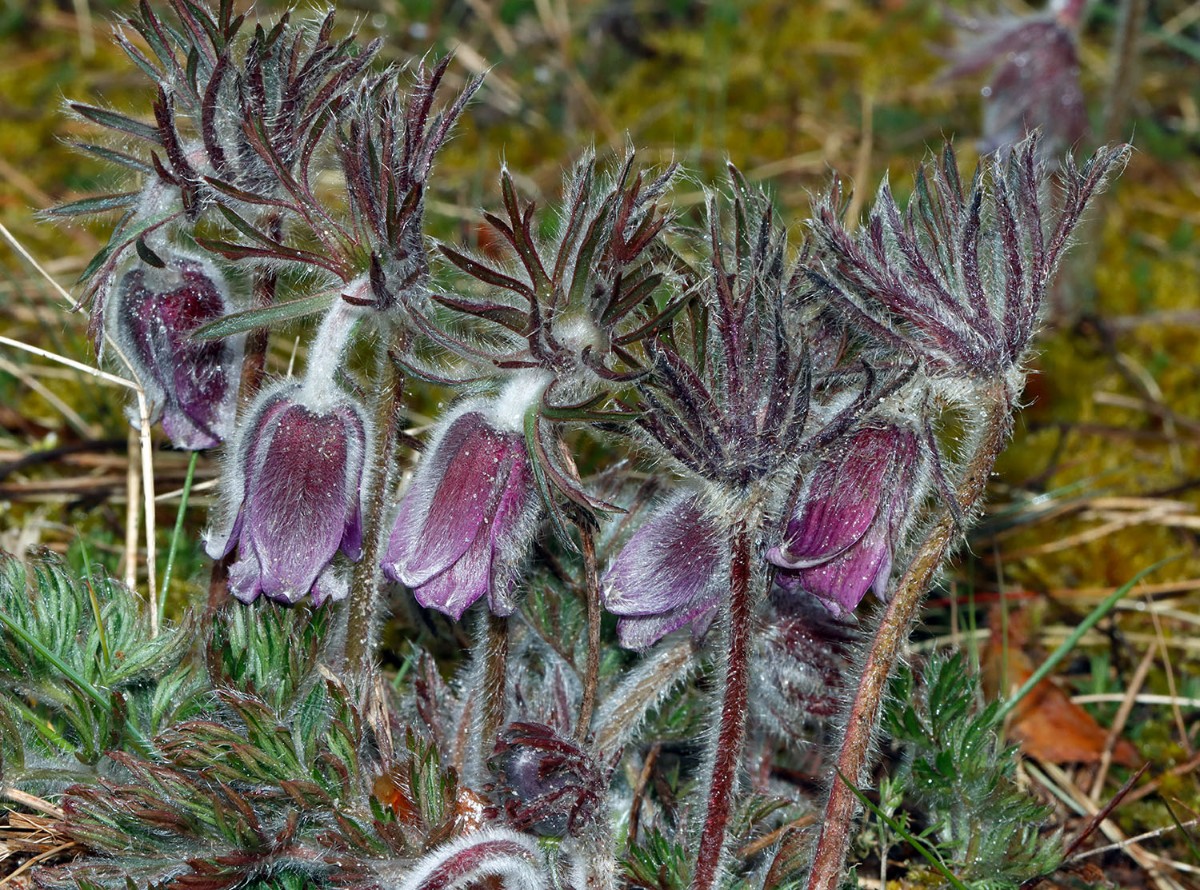 Pulsatilla pratensis Rügen Neumakran Strand A02.jpg