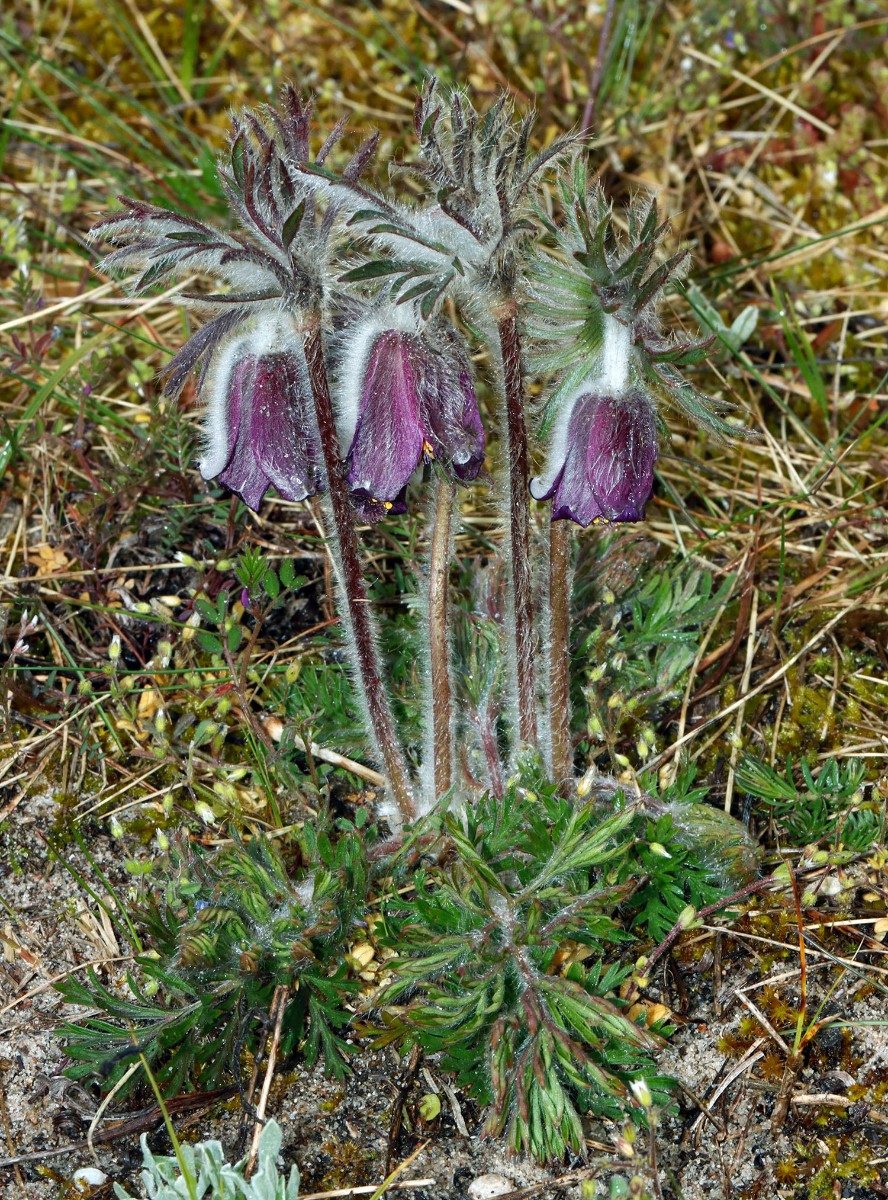 Pulsatilla pratensis Rügen Neumakran Strand A11.jpg