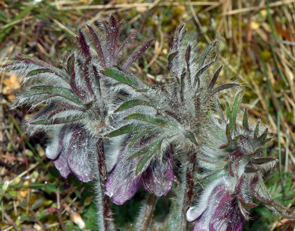 Pulsatilla pratensis Rügen Neumakran Strand A13.jpg