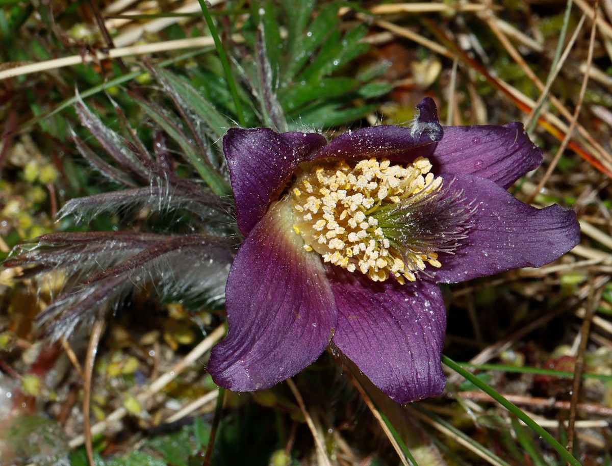 Pulsatilla pratensis Rügen Neumakran Strand A15.jpg