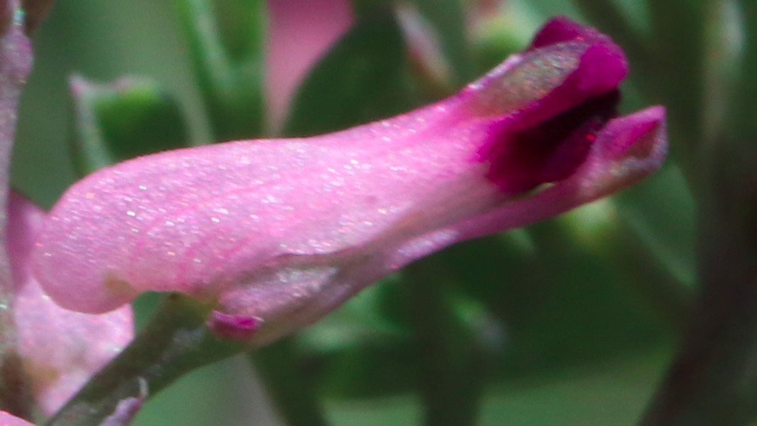 Fumaria_IMG_2568_Kelchblätter2.JPG