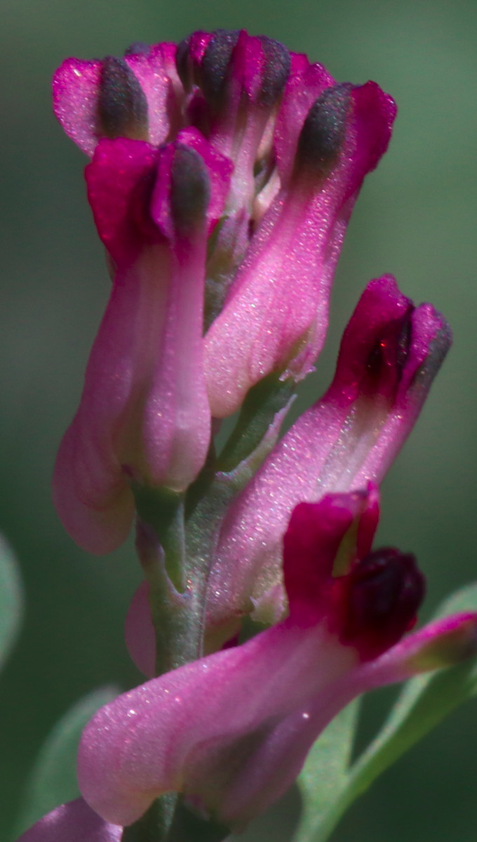 Fumaria_IMG_2563_Blüten.JPG
