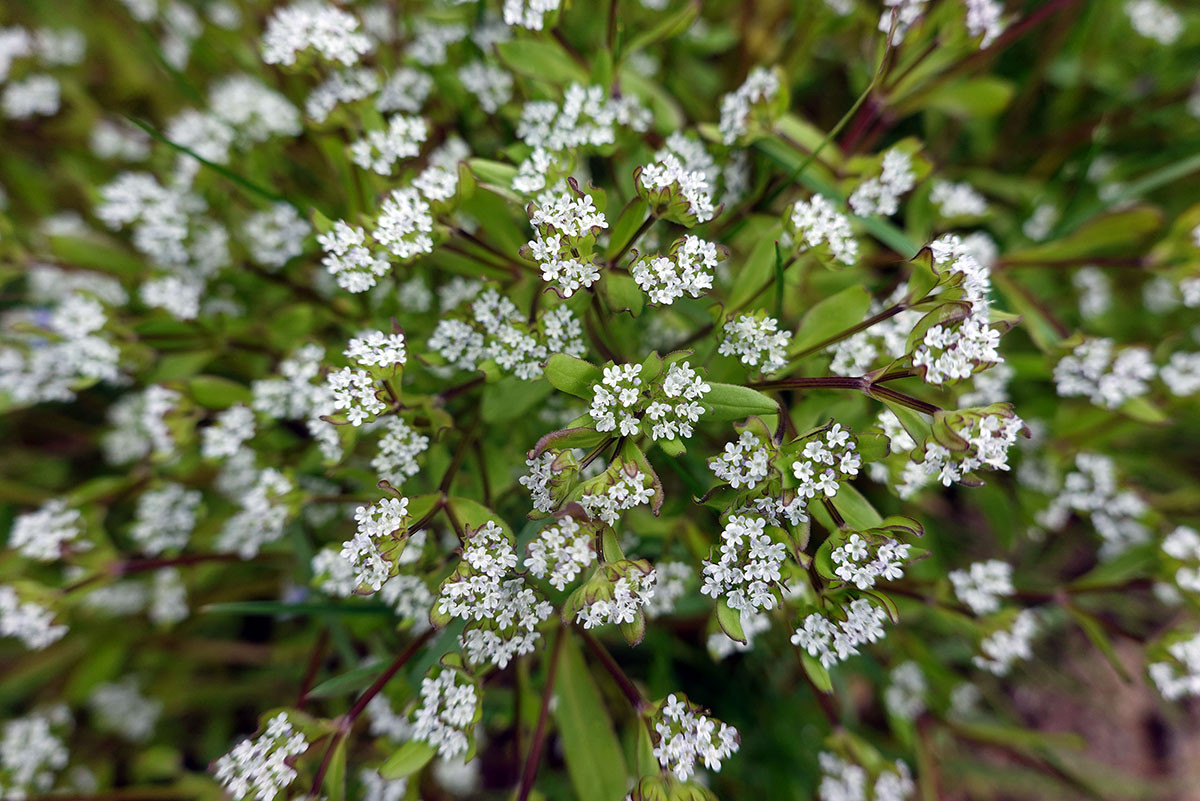 DSC00936g.jpg