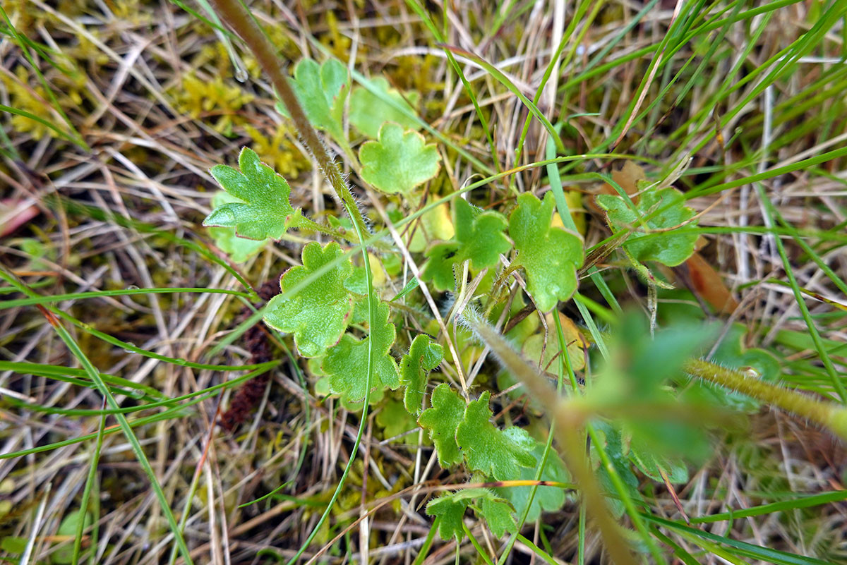 DSC00944.jpg