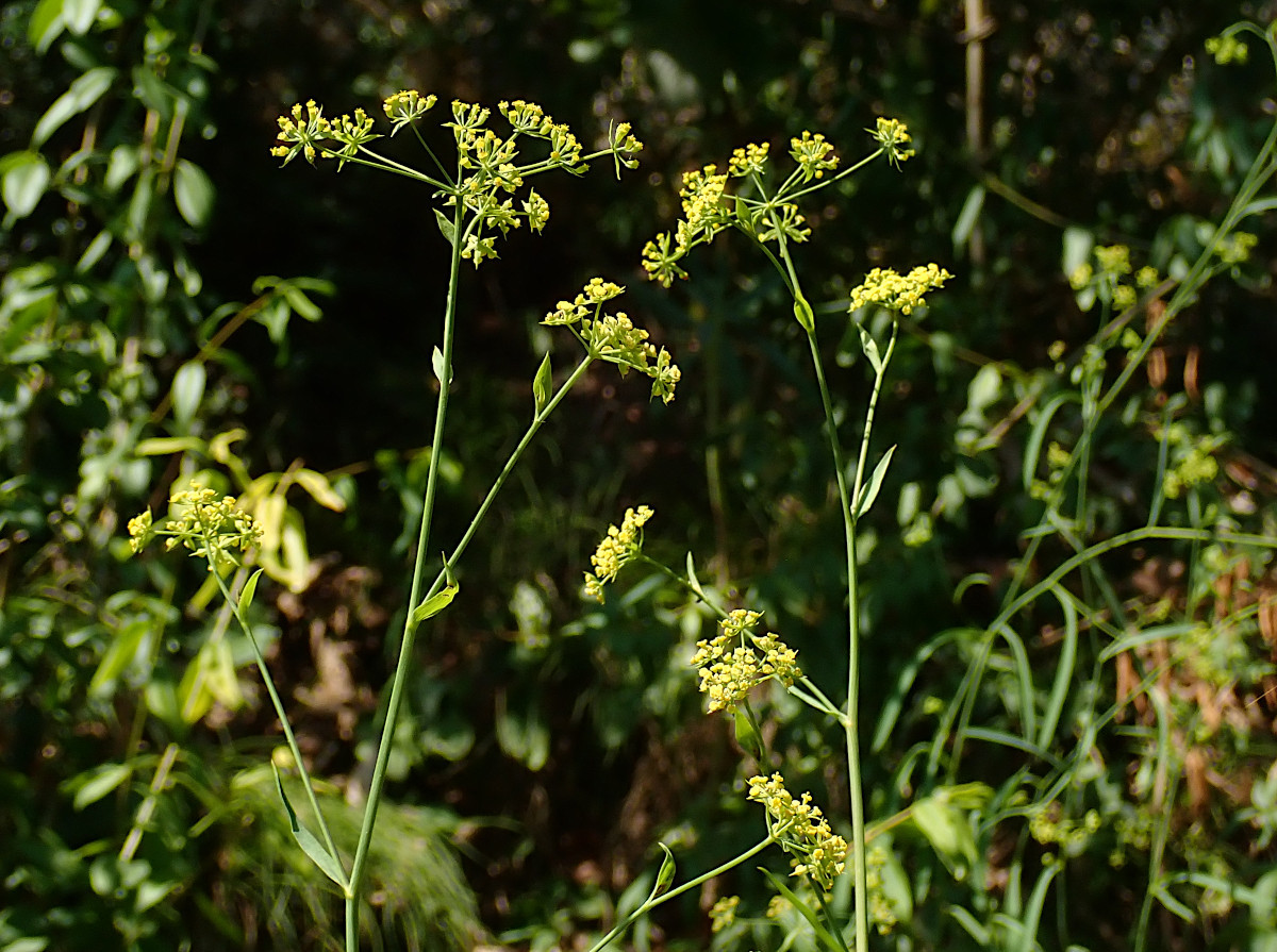 Bupleurum falctatum_Sichelblättriges Hasenohr_07-2022.jpg