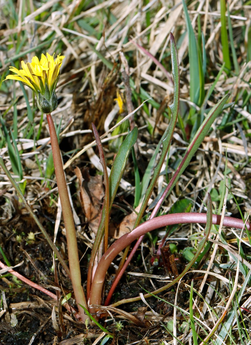 Taraxacum brandenburgicum 23-150 MV Spuklochkoppel A04.jpg