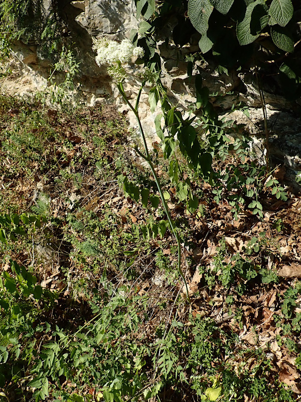 Cervaria rivini (Peucedanum cervaria)_Echte Hirschwurz_07-2022.jpg