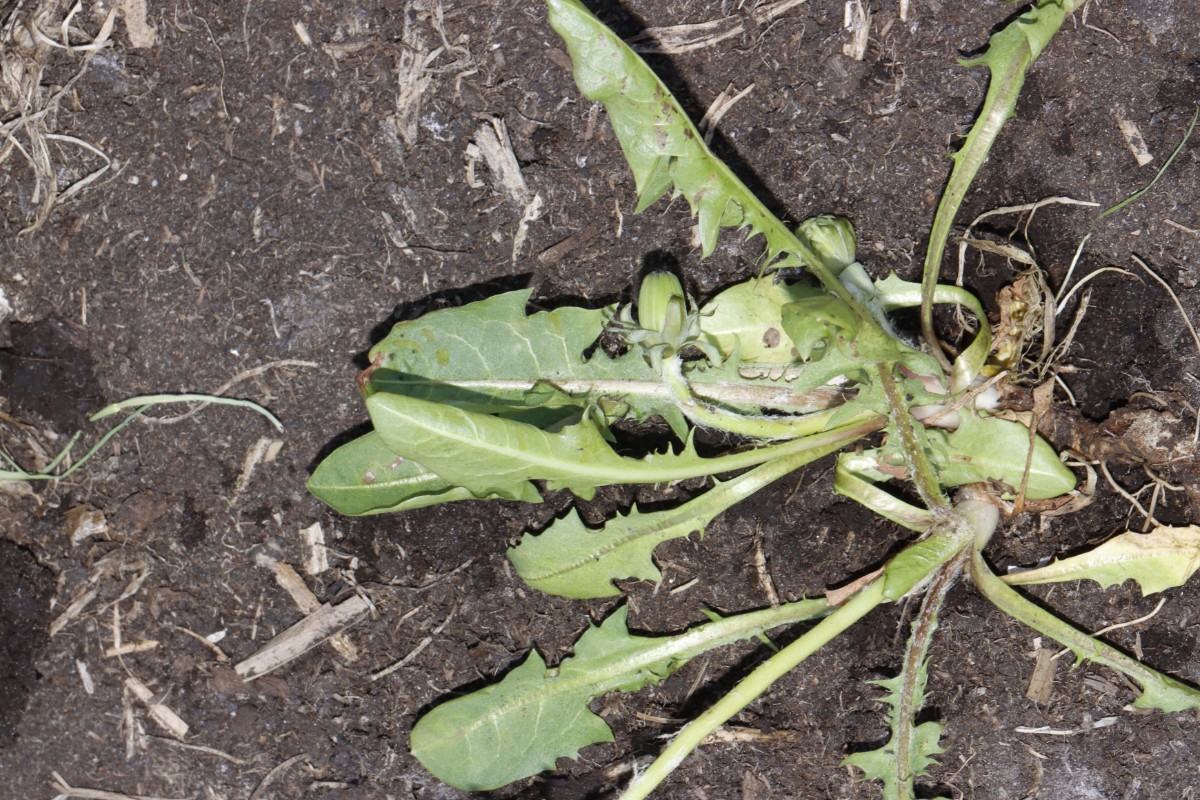 Taraxacum adamii (cf) 22-363 Rügen Vilmnitz Goorwiesen A03.jpg