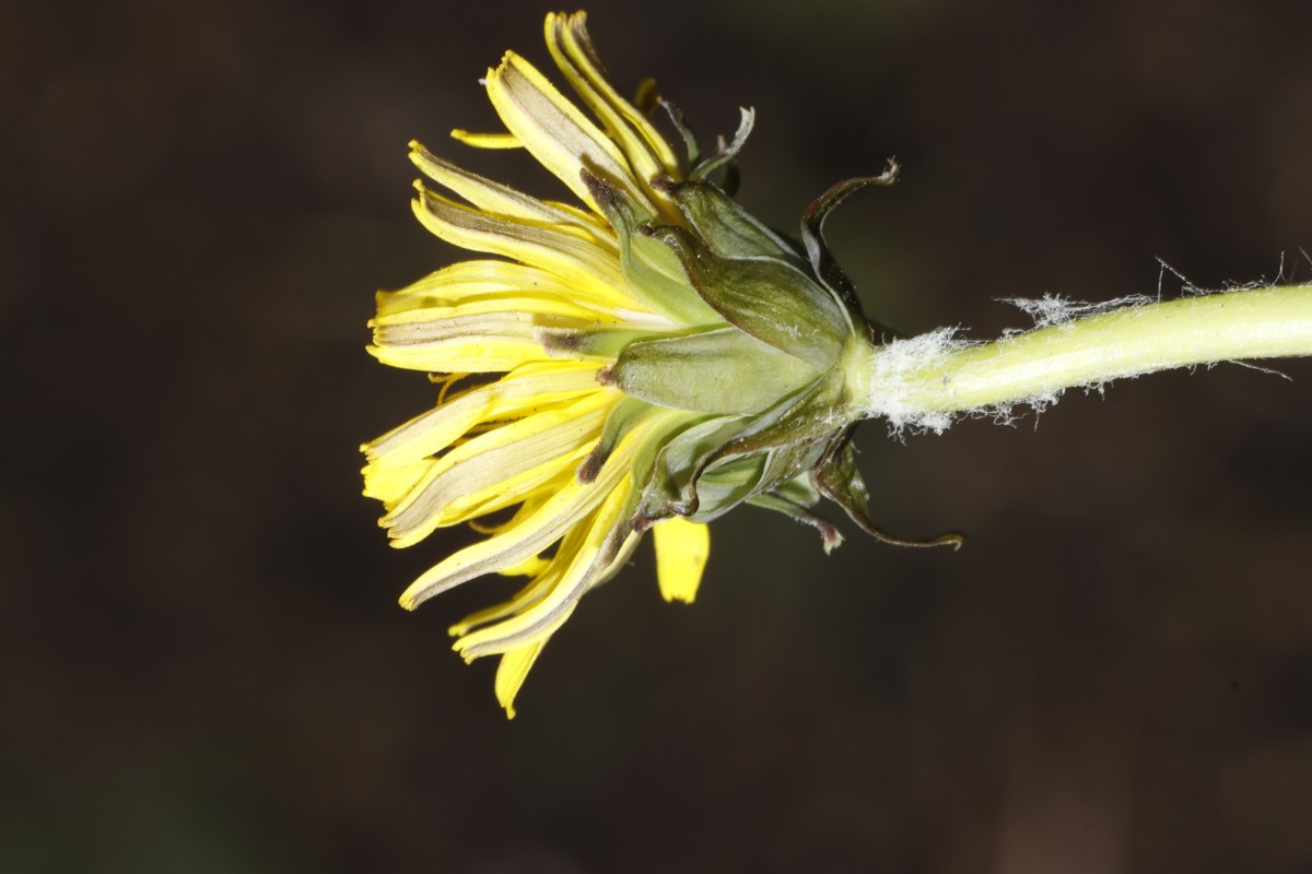 Taraxacum adamii (cf) 22-363 Rügen Vilmnitz Goorwiesen A08.jpg