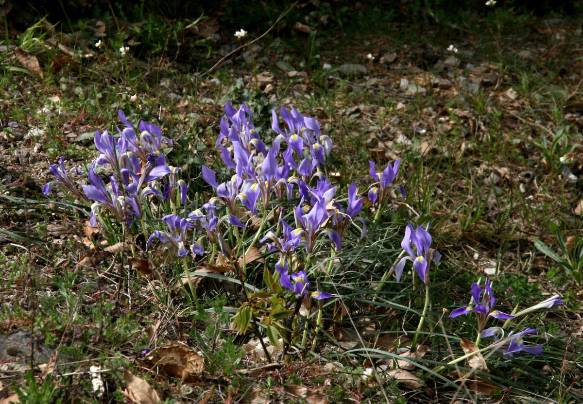 K1600_Iris unguicularis 01.JPG