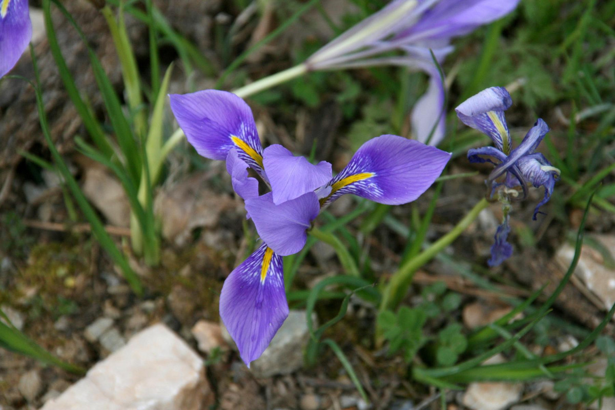 K1600_Iris unguicularis 02.JPG