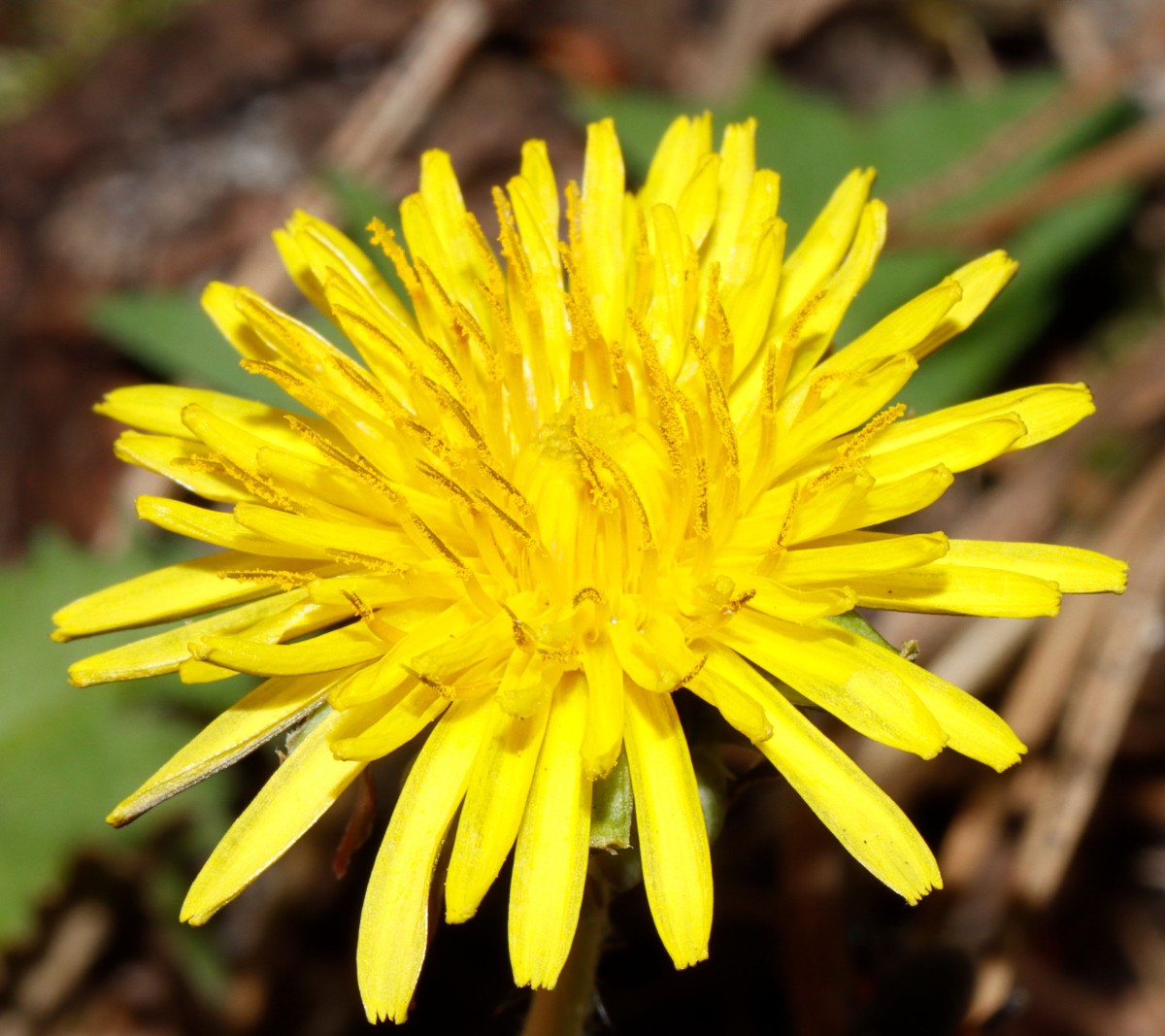 Taraxacum disseminatum 23-132 NE Bahnstation Baitz BB A08.jpg