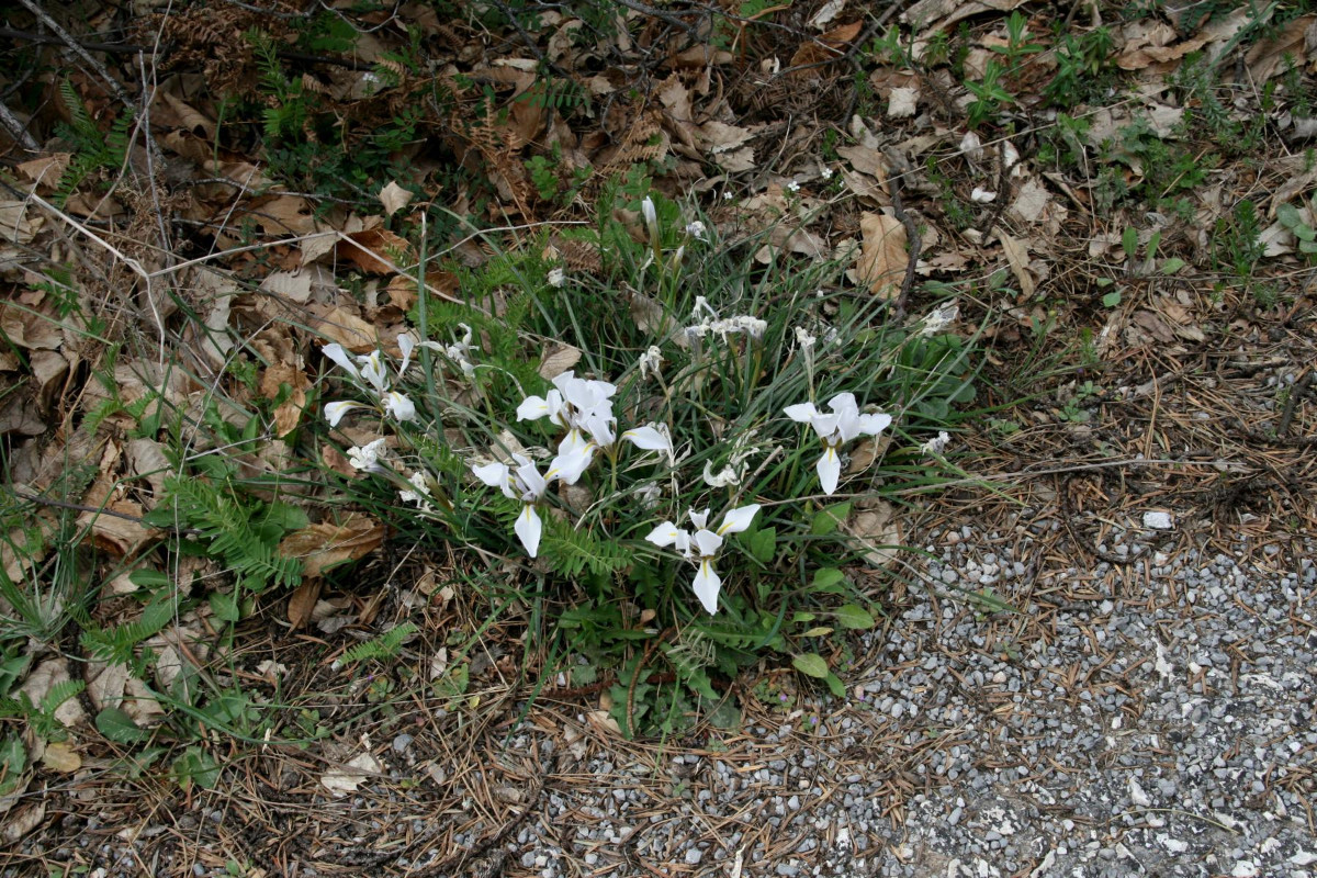 K1600_Iris unguicularis 01.JPG