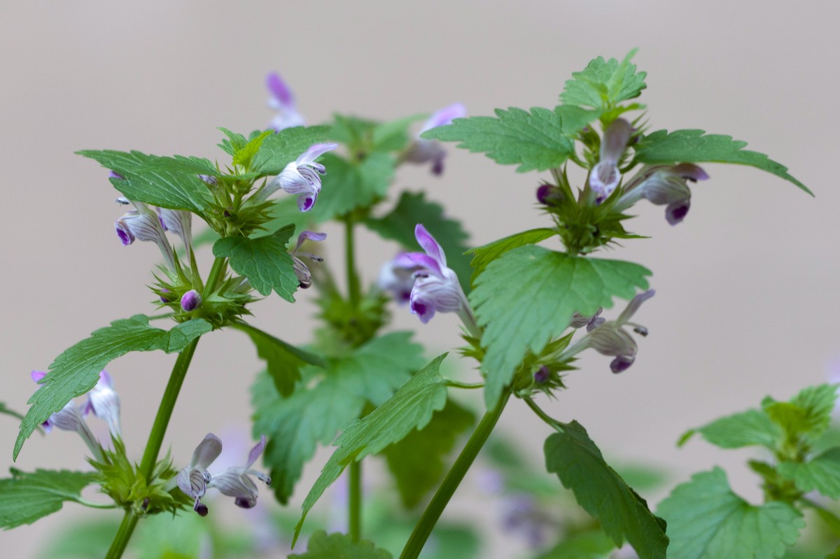 Lamium01.jpg