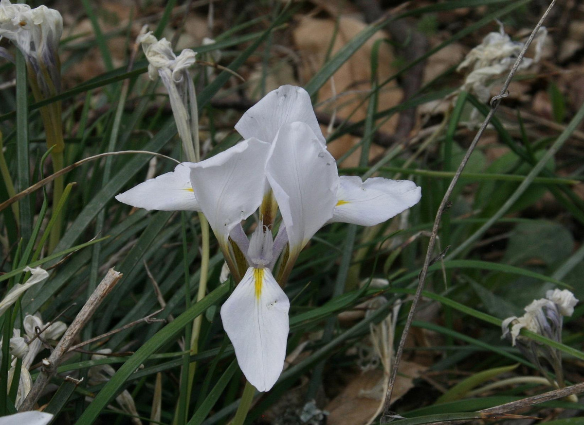 K1600_Iris unguicularis 04.JPG