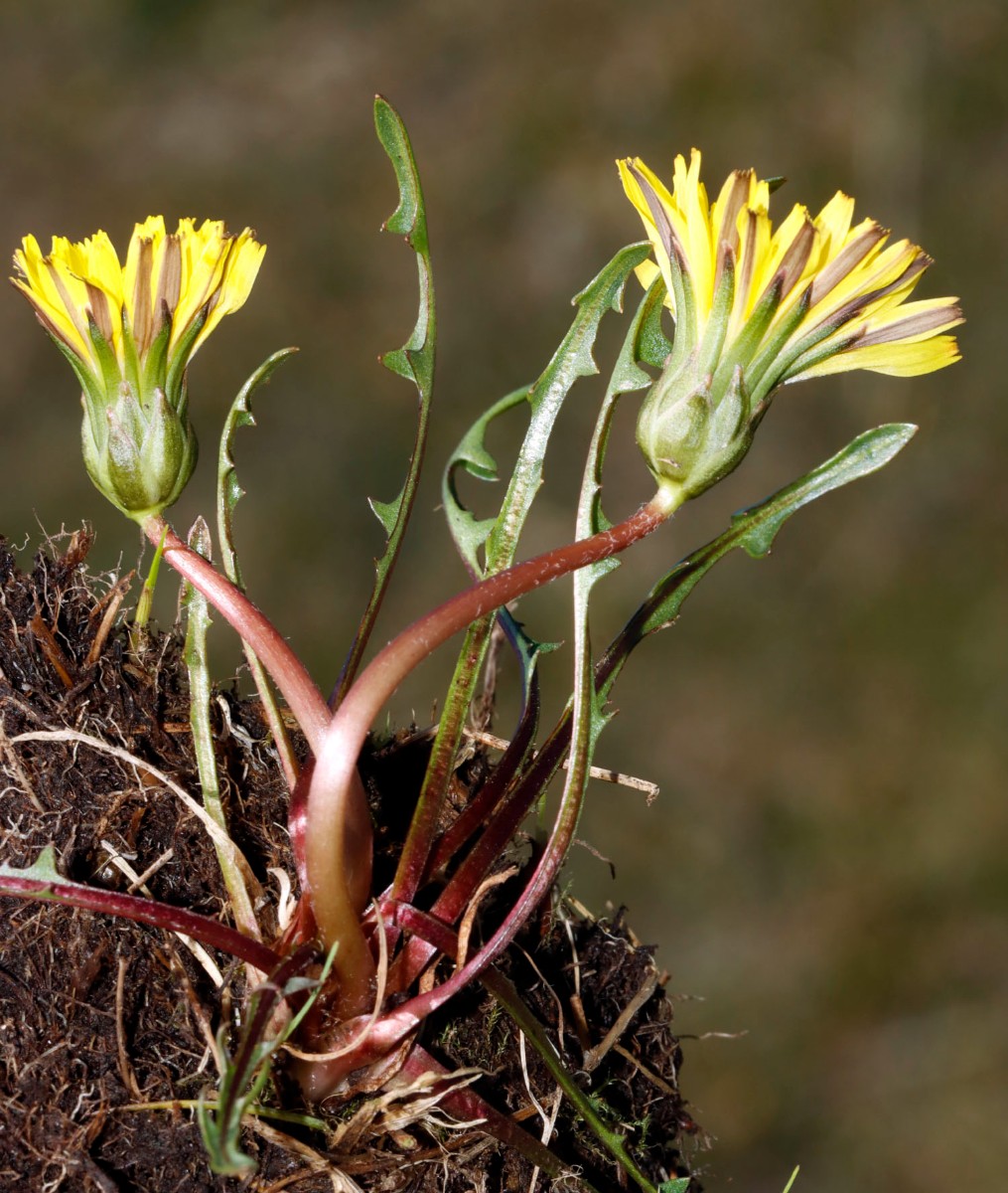 Taraxacum balticum 23-235 Rügen Freesen SE A06.jpg