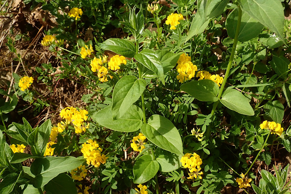 Hippocrepis comosa + Vincetoxicum hirundinaria_05-2023.jpg