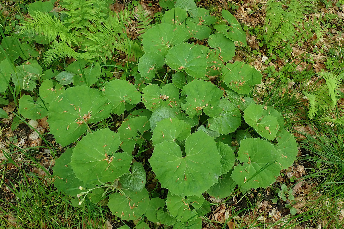 Petasites albus-a_05-2023.jpg