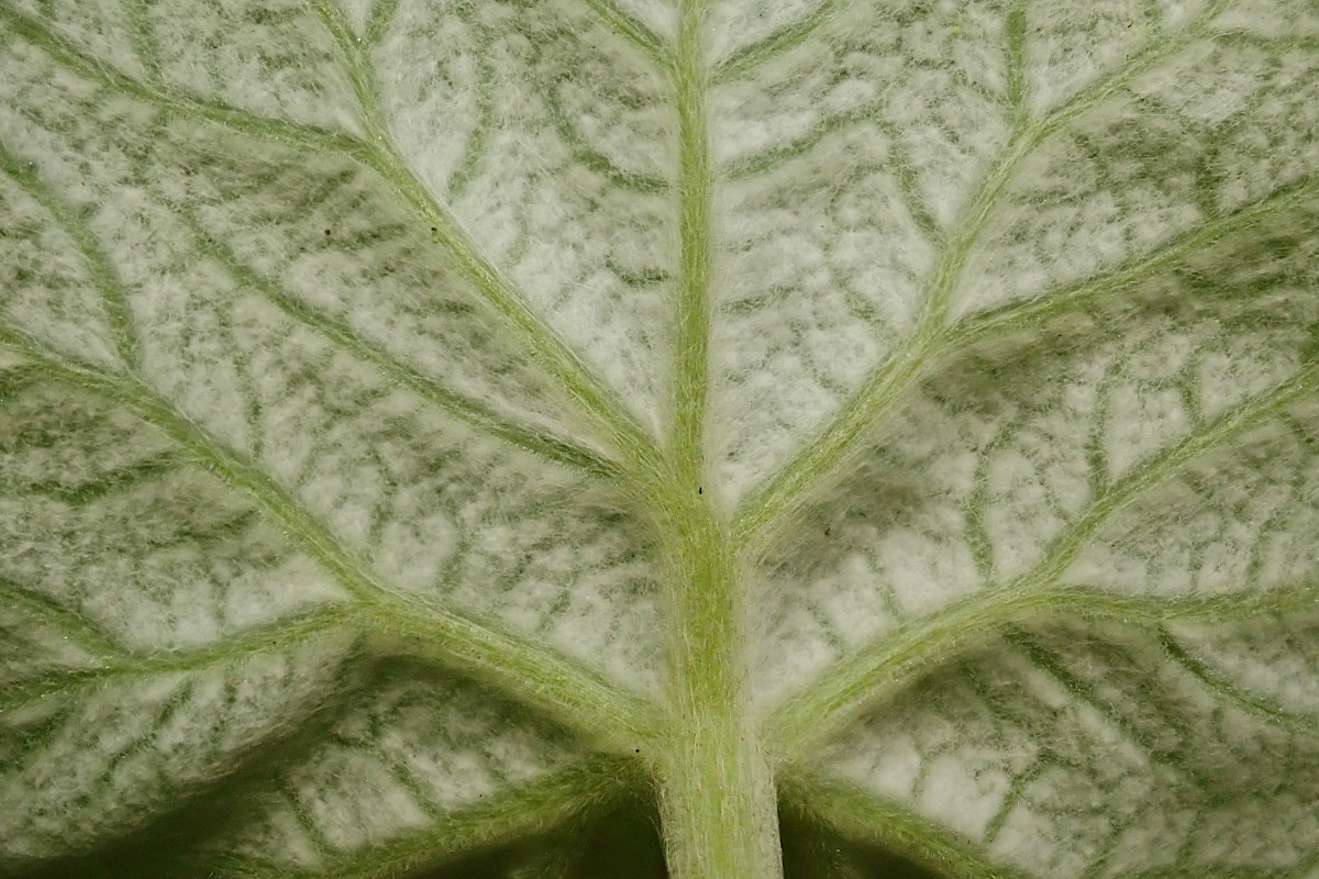 Petasites albus-c_05-2023.jpg