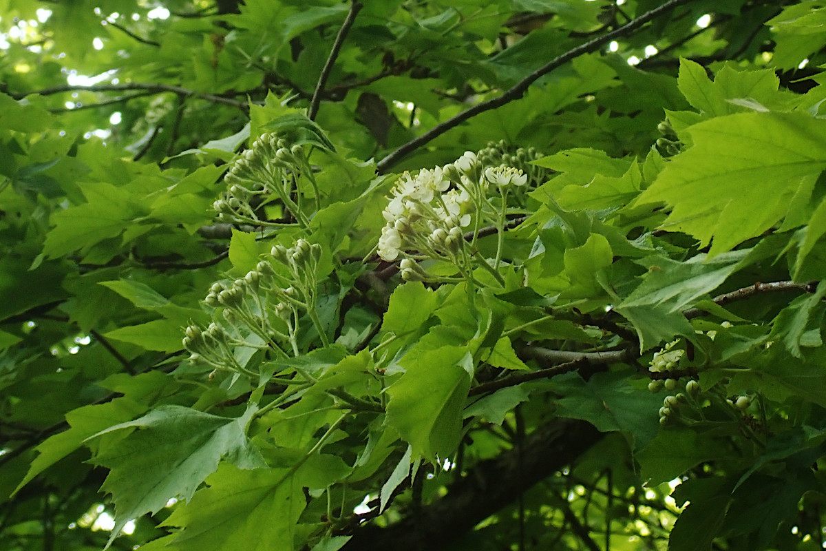 Sorbus torminalis_05-2023.jpg