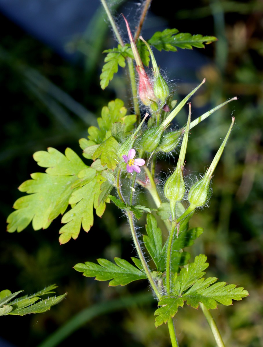 Geranium urbanum Aachen Bendplatz A1.jpg