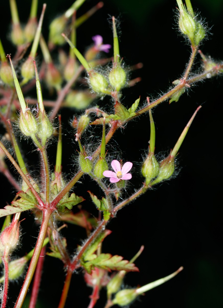 Geranium urbanum Aachen Schinkelstr A7.jpg