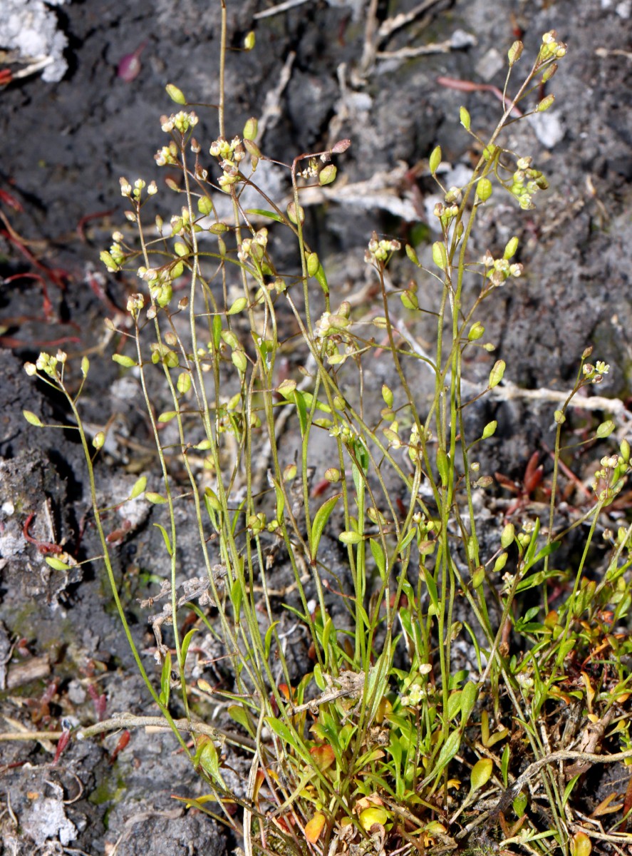 Hornungia procumbens Salzflora von Schreyahn NI A05.jpg