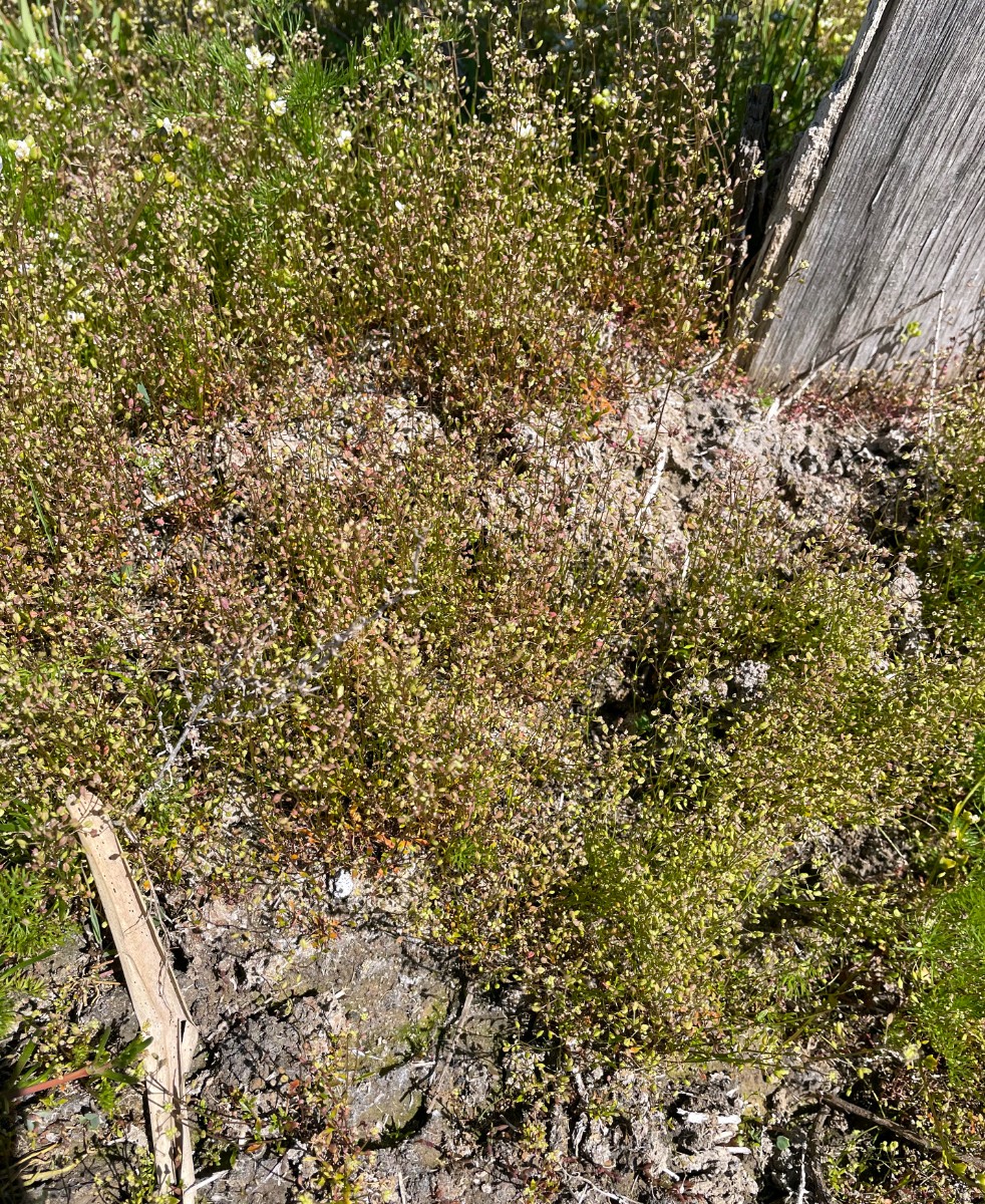 Hornungia procumbens und Cochlearia danica Schreyahn.JPG