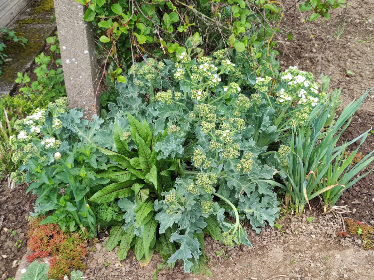 Echter Meerkohl (Crambe maritima)