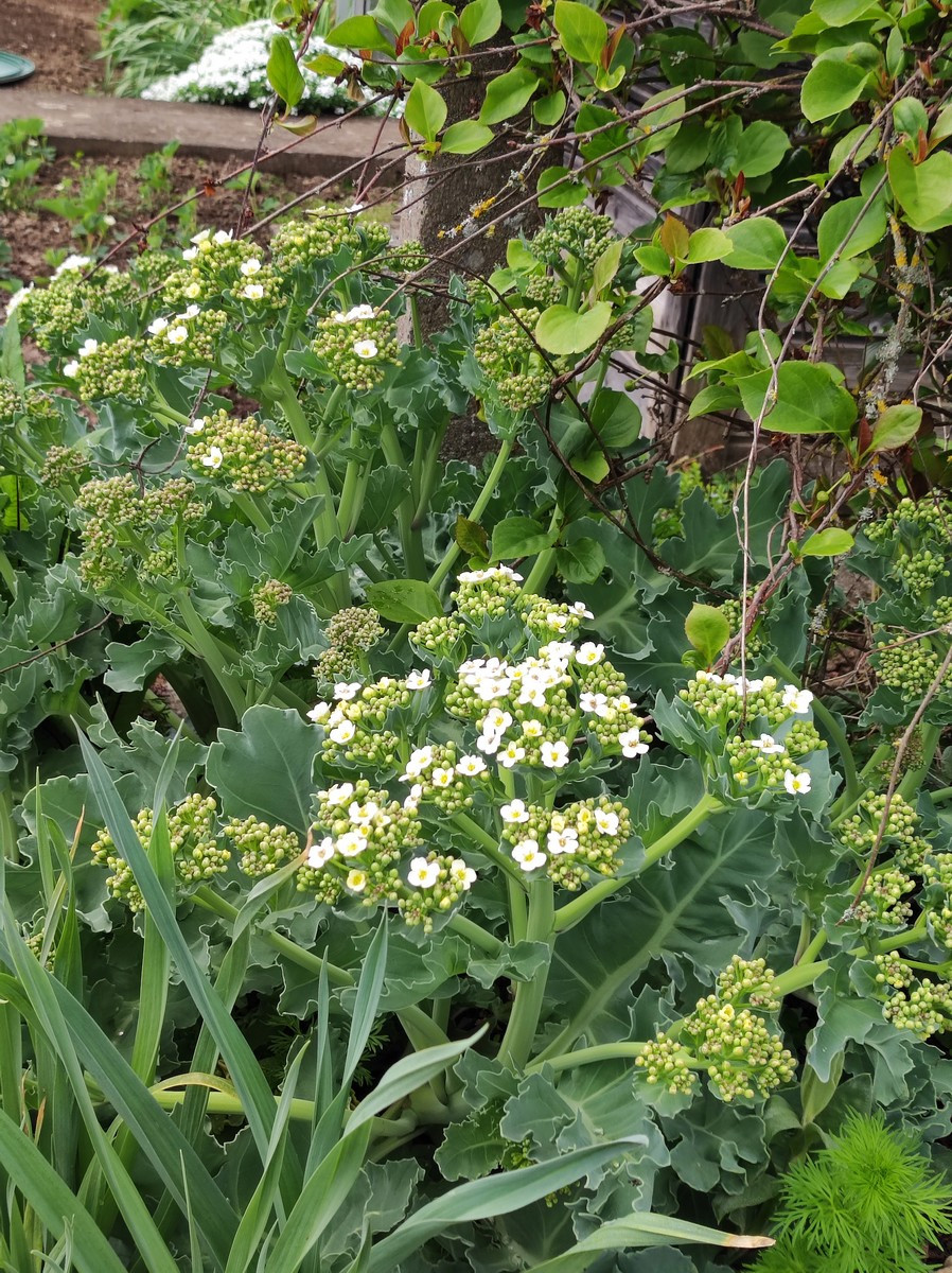 Echter Meerkohl (Crambe maritima)