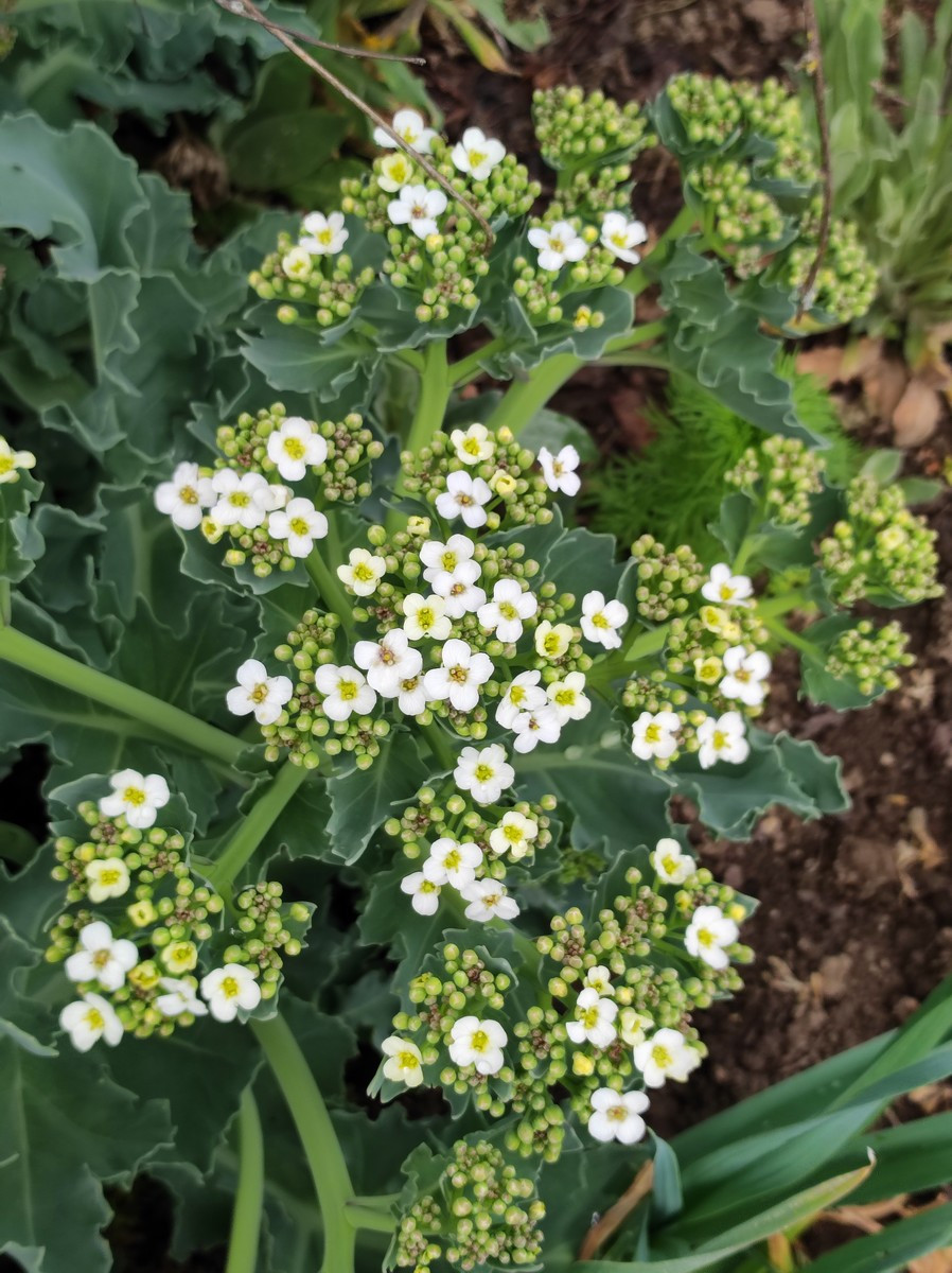 Echter Meerkohl (Crambe maritima)