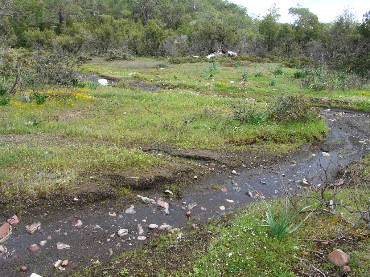 6 Ultrabasisch 2 km S Laerma G1.jpg