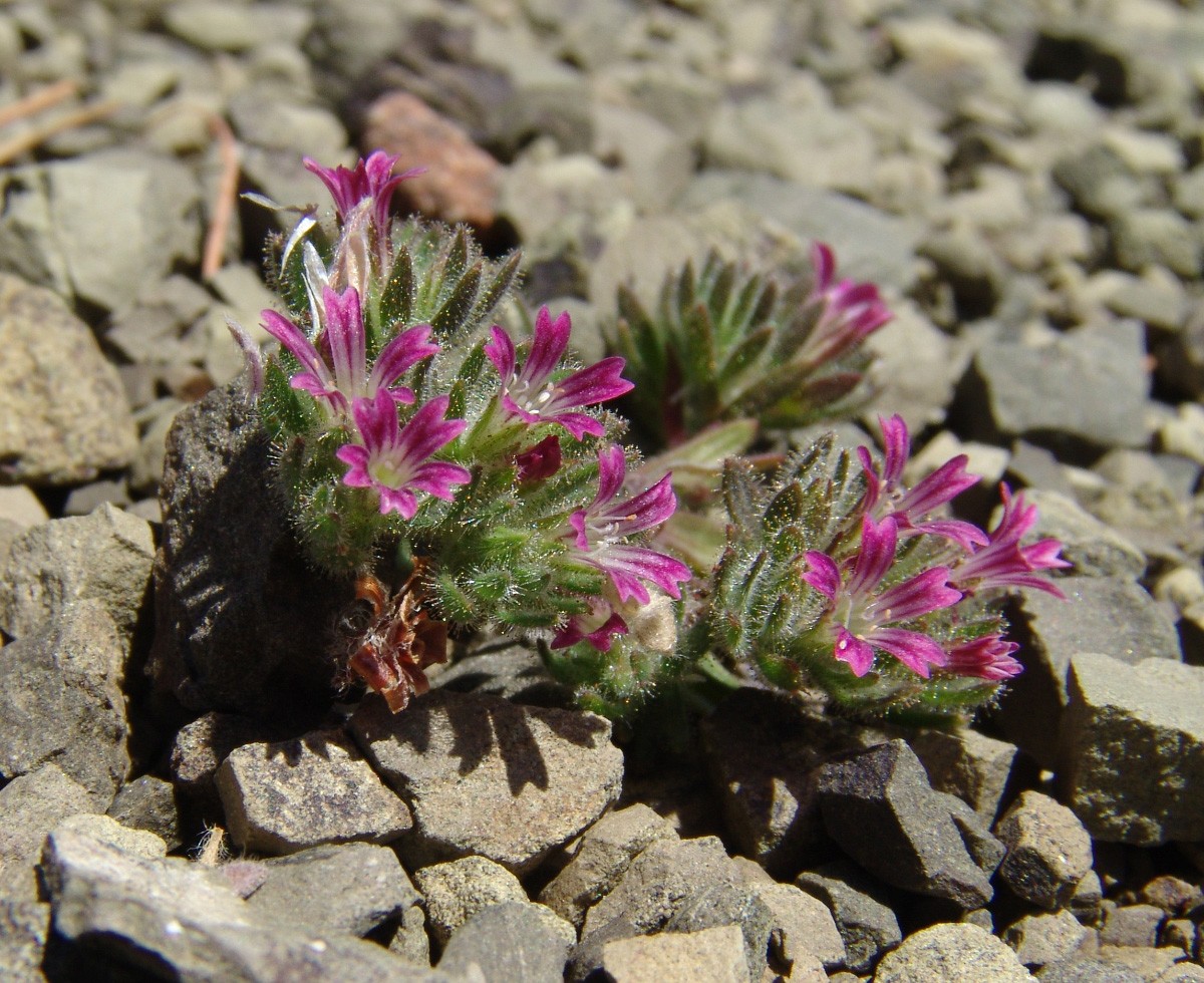 Gypsophila confertifolia Rhodos NW Laerma Ultrabas R3839-19.jpg