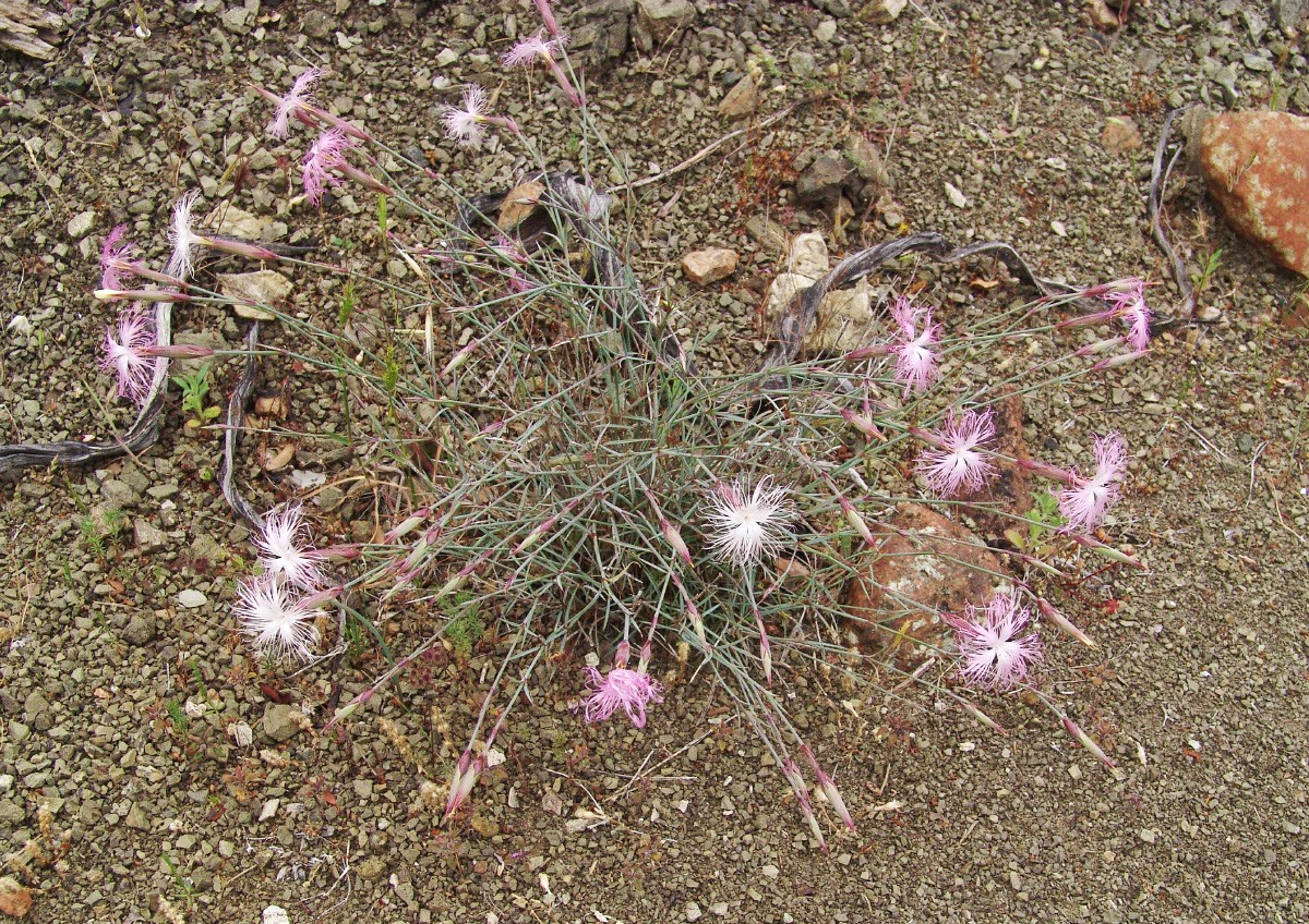 Dianthus crinitus MoniArtamiti 0416-5.jpg