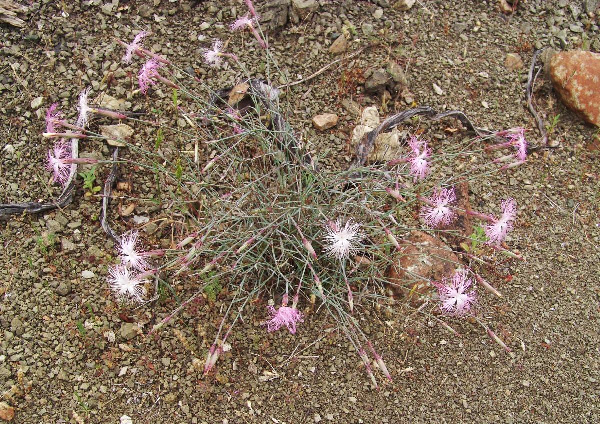 Dianthus crinitus MoniArtamiti 0416-5.jpg