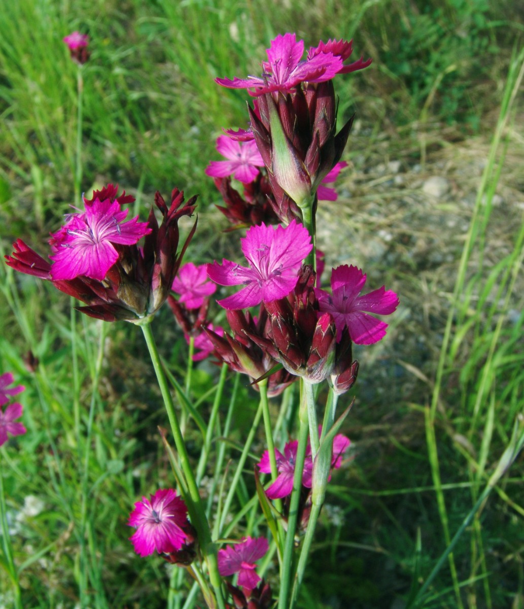 Dianthus giganteus Kleinhüningen Uferstrasse G5.jpg