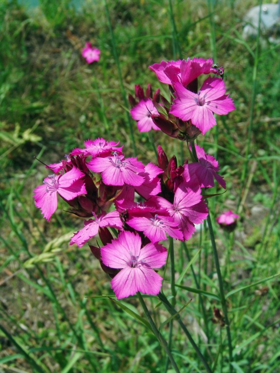 Dianthus giganteus Kleinhüningen Uferweg G55_RGB.jpg