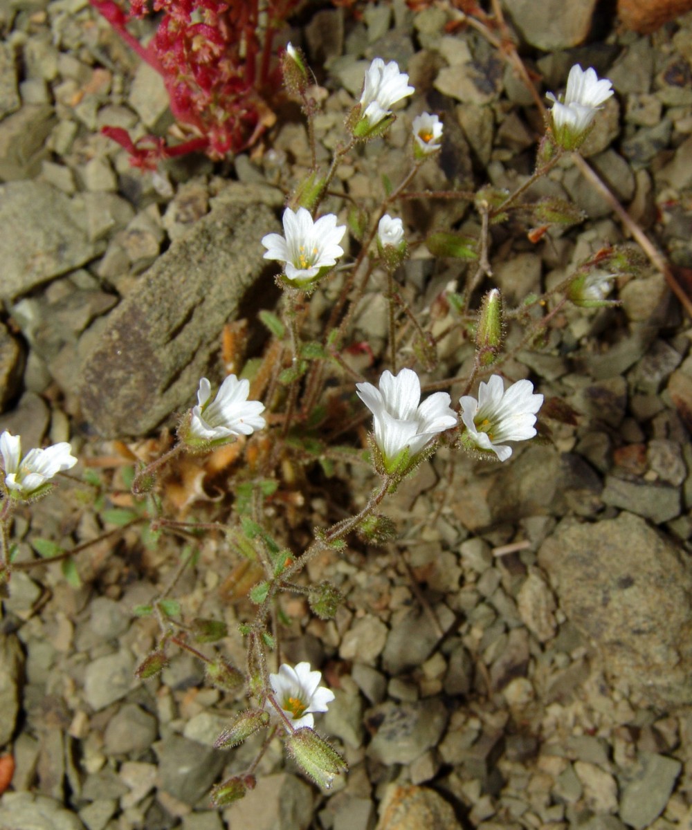 Cerastium dominici Rhodos Ultrabas NW Laerma R3205-3.jpg