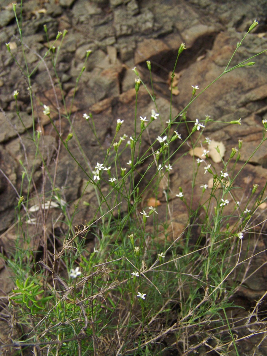 Silene tunicoides MoniArtamiti 0412-1.jpg