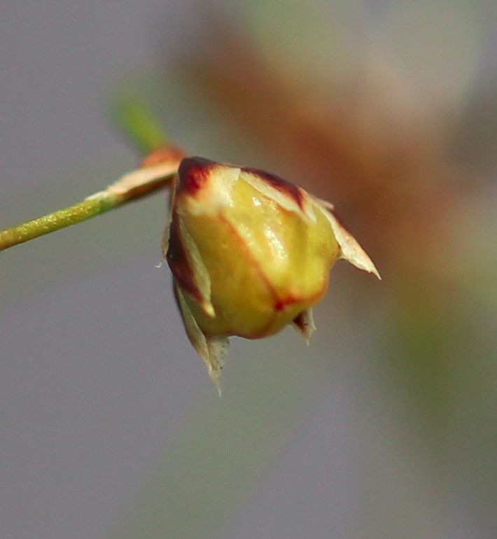 IMG_3109_Ausschnitt.JPG