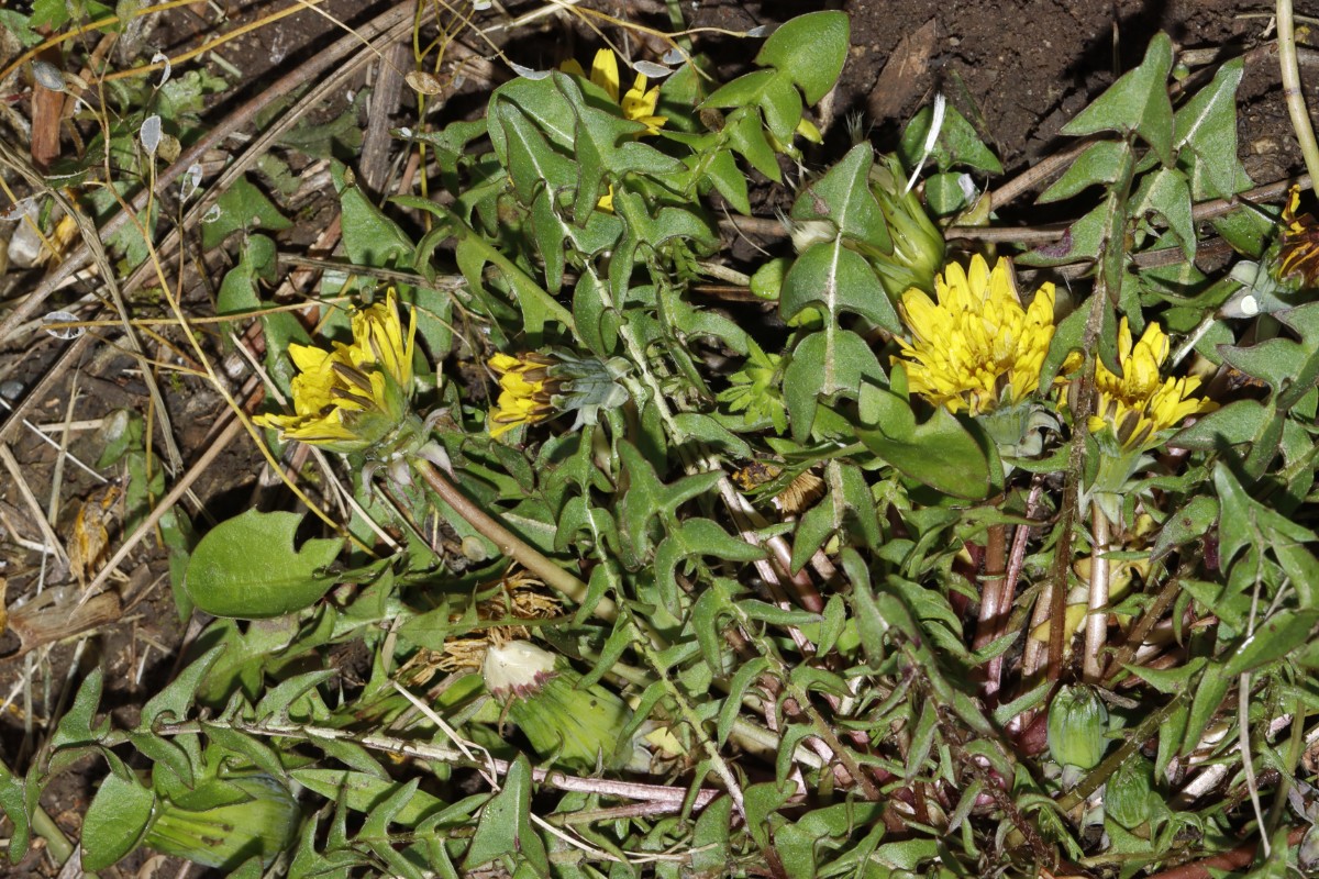 Taraxacum parnassicum (cf) 23-108 Zscheiplitz Unstrut A05.jpg
