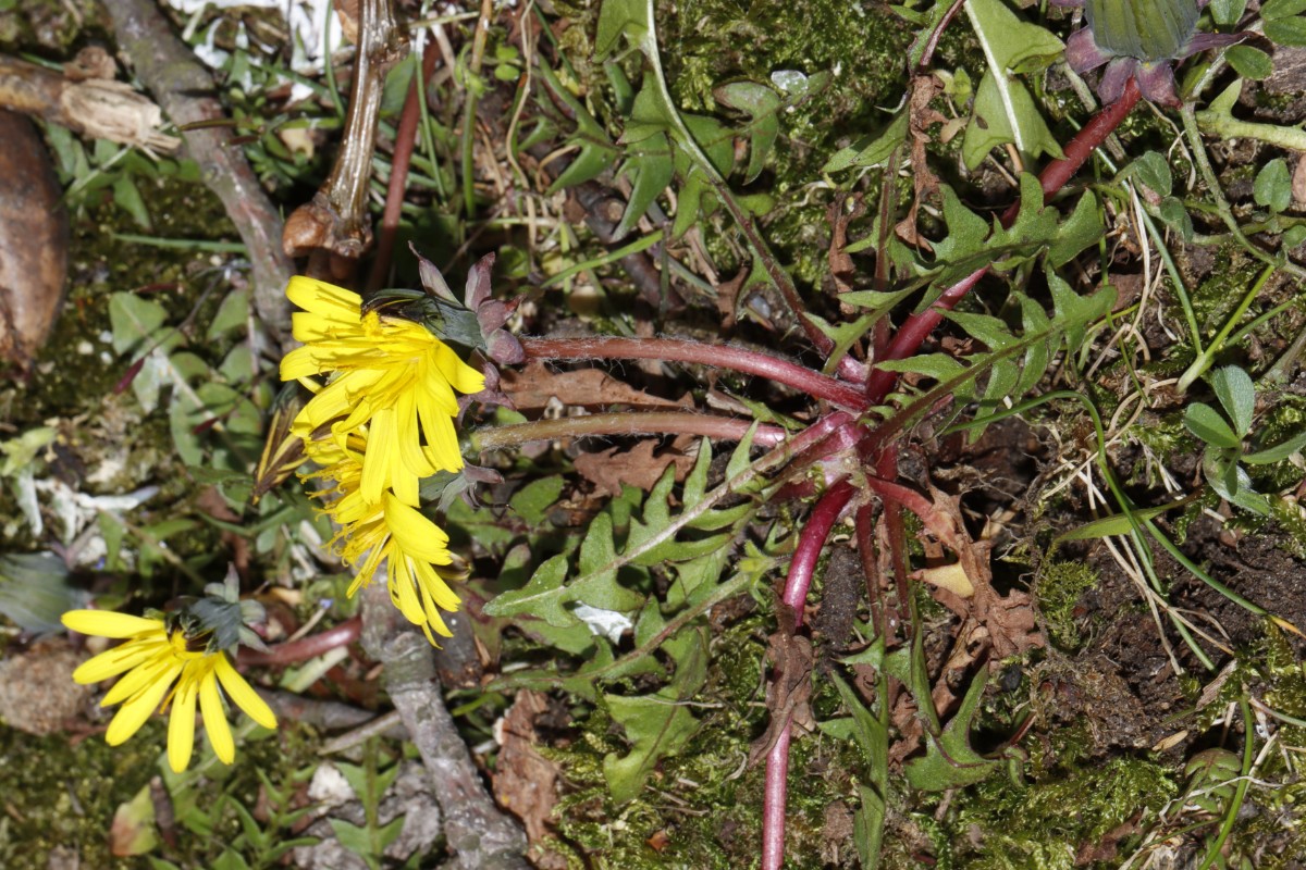 Taraxacum bellicum 21-10 KA ErzbergerStr A2.jpg