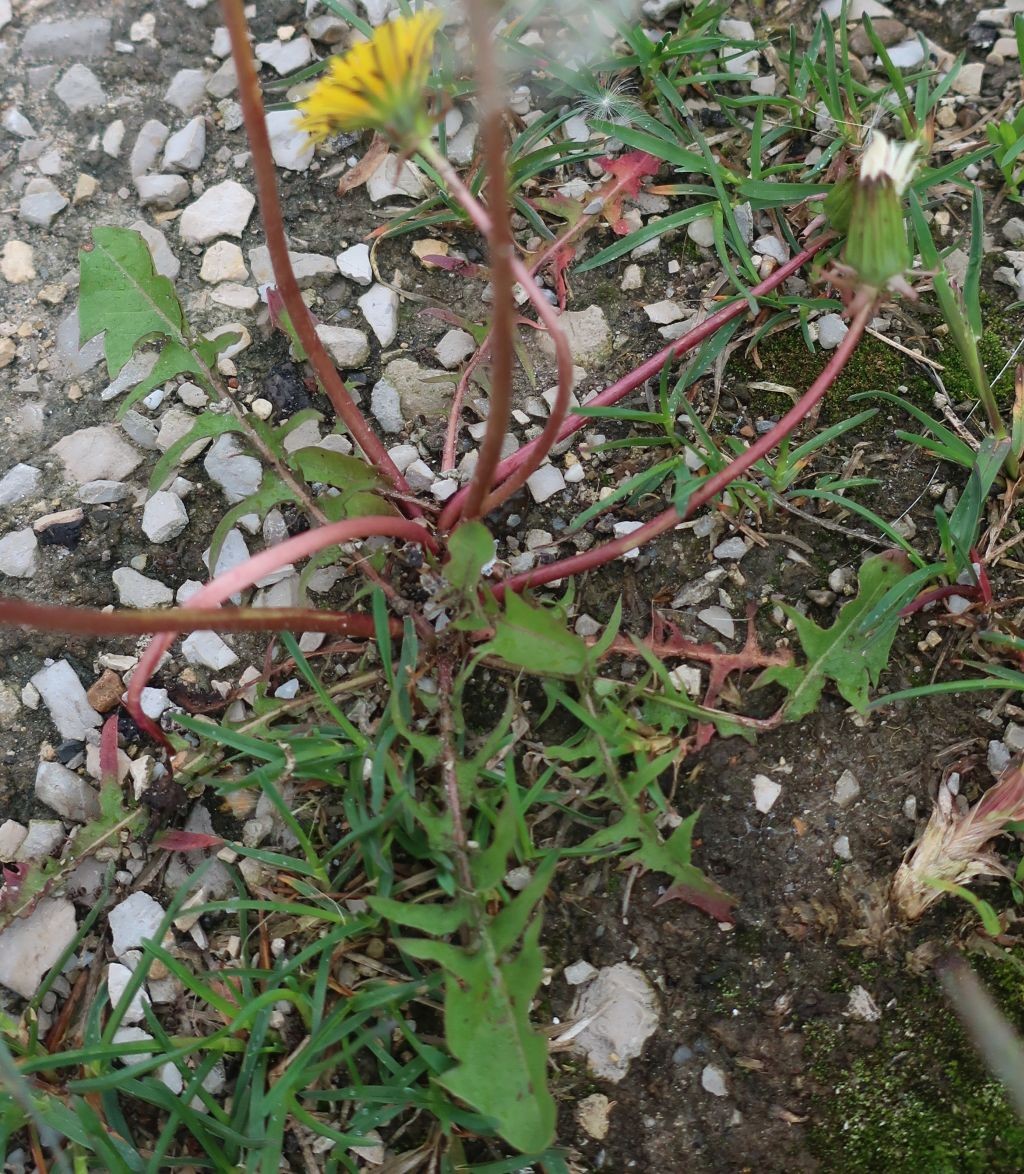 Taraxacum Langweid 1.jpg