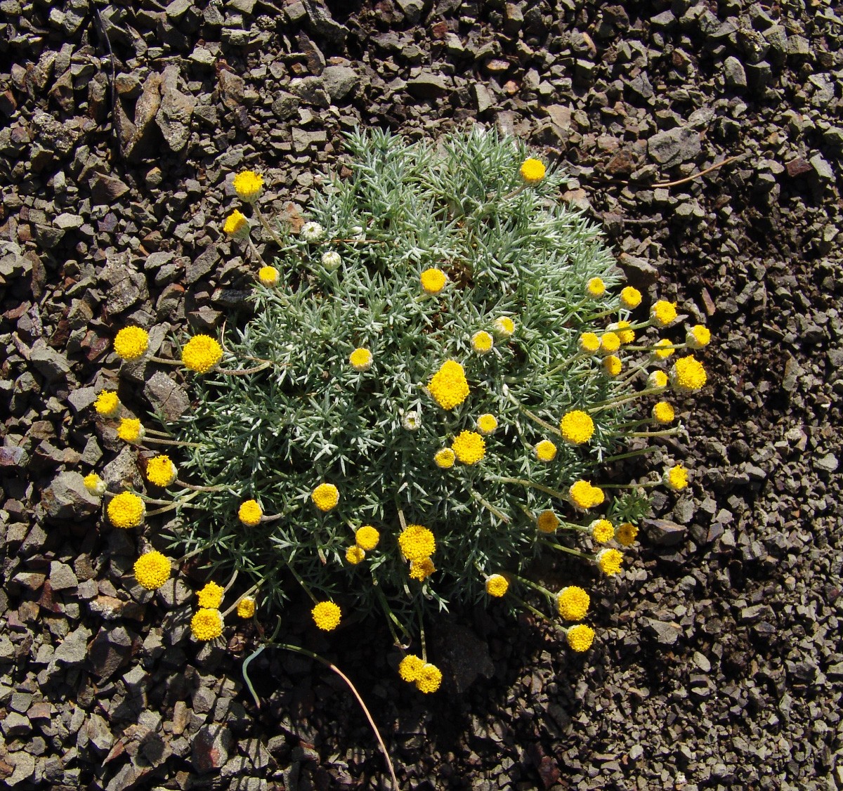 Anthemis rhodensis ssp rhodensis LaermaSW 0127-1.jpg