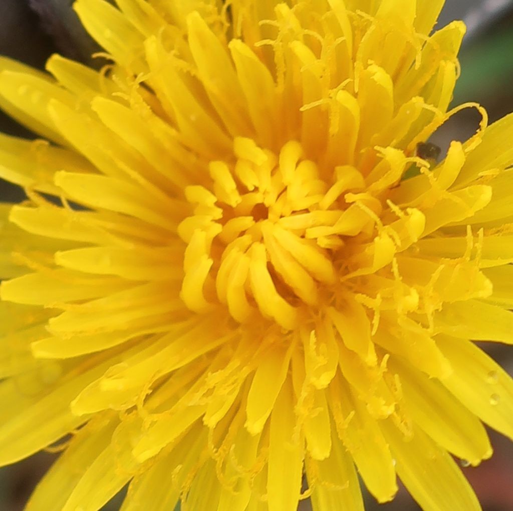 Taraxacum Langweid 4.jpg