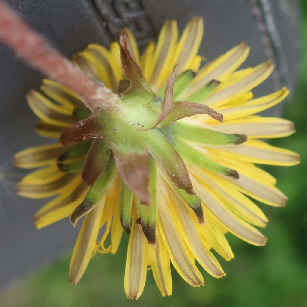 Taraxacum Langweid 6.jpg