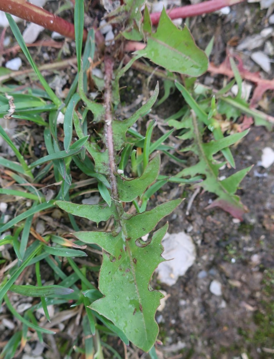 Taraxacum Langweid 3.jpg