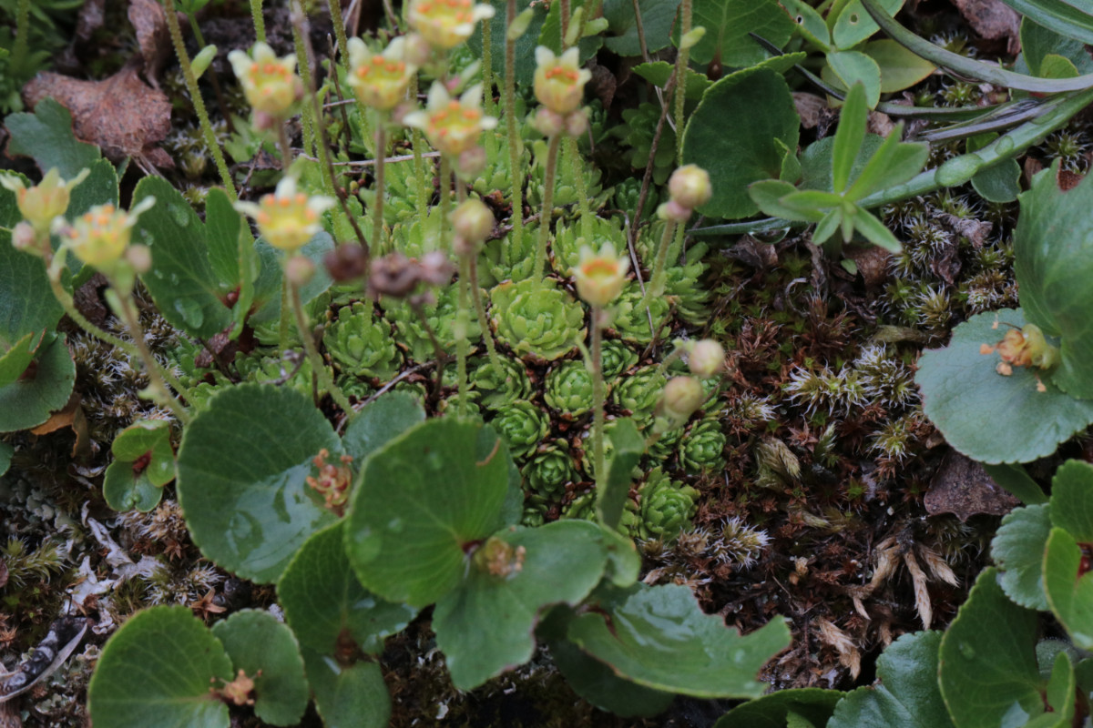 Saxifraga_aphylla_20210704-130348_18.JPG