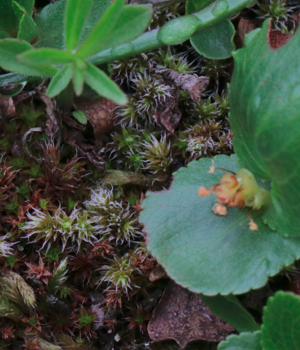 Saxifraga_aphylla_20210704-130348_18_Ausschnitt.JPG